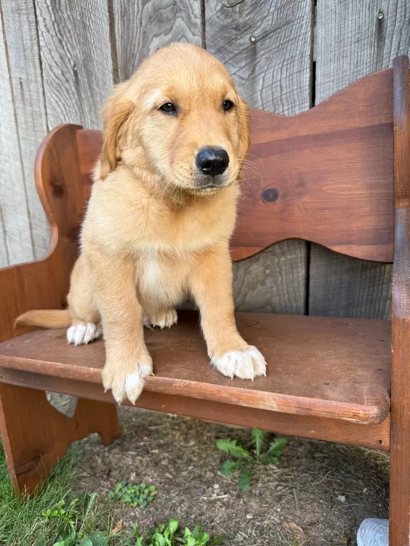 Bo