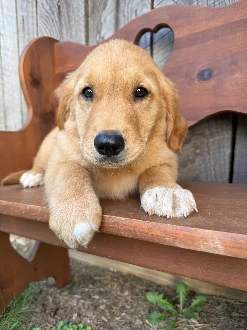 Bo