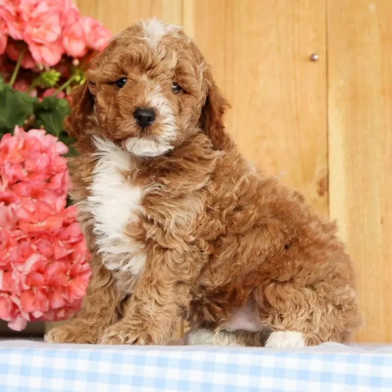 Baxter