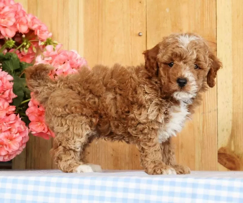 Baxter