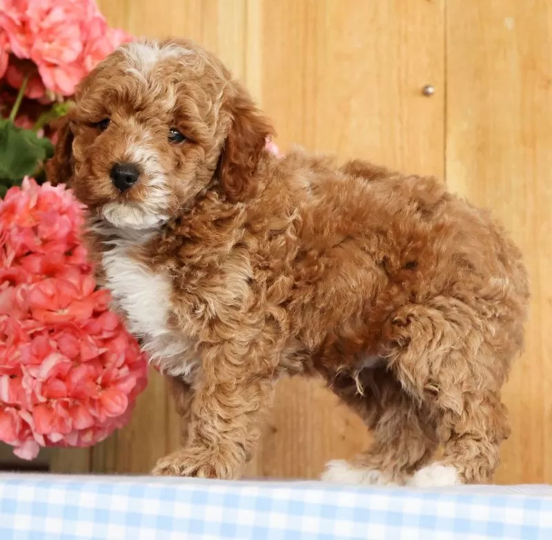 Baxter