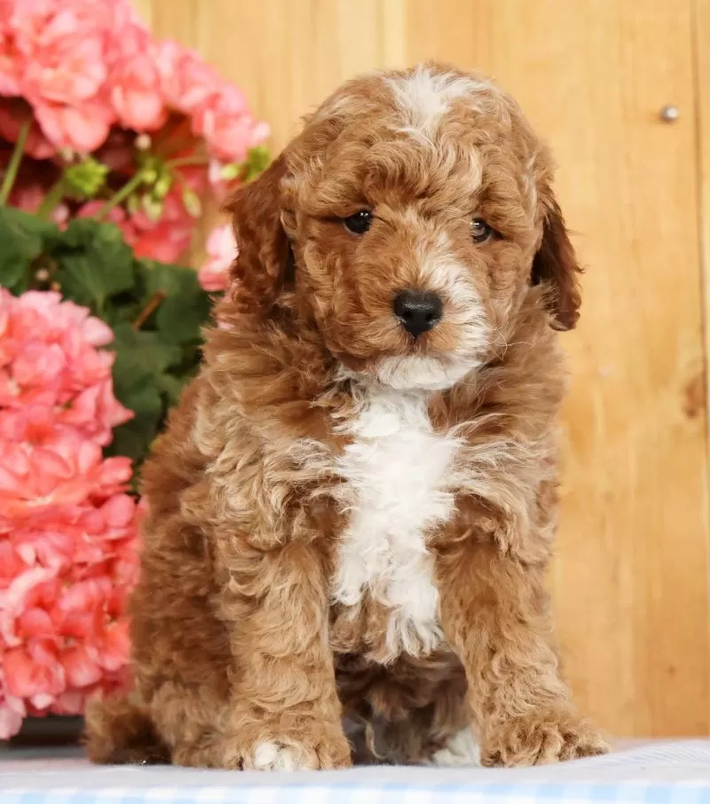 Baxter