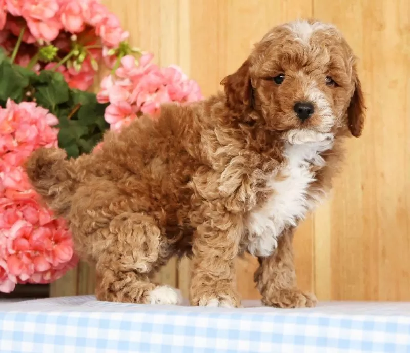 Baxter