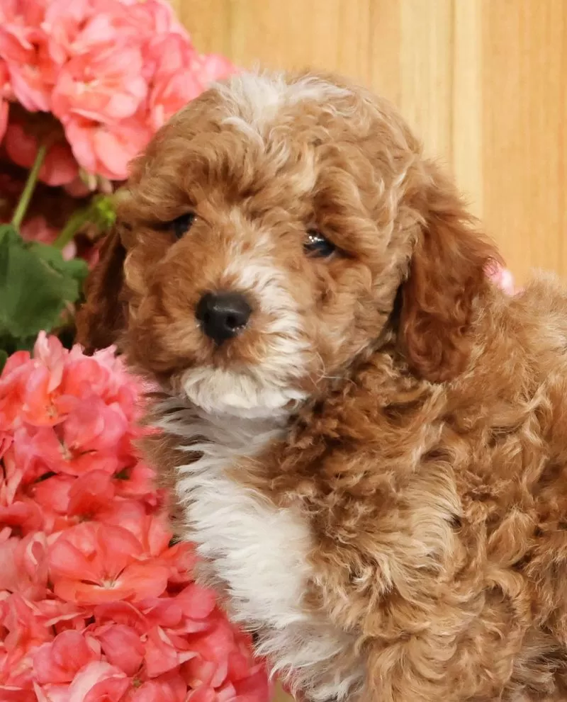 Baxter