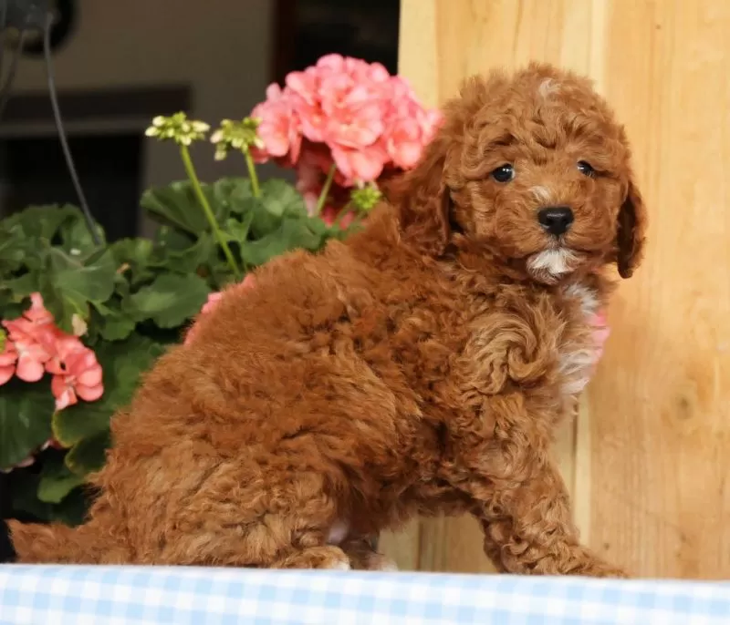 Buster