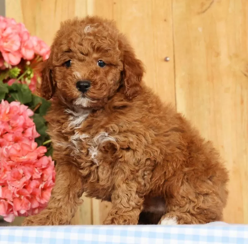 Buster