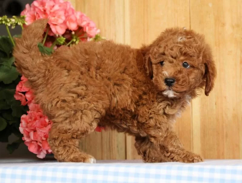 Buster