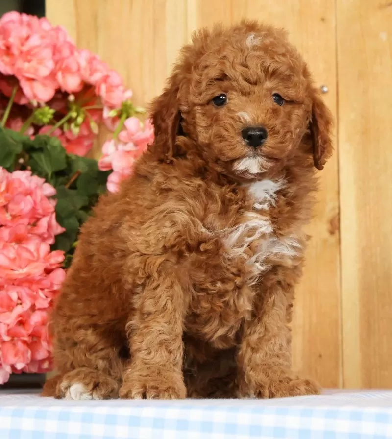 Buster
