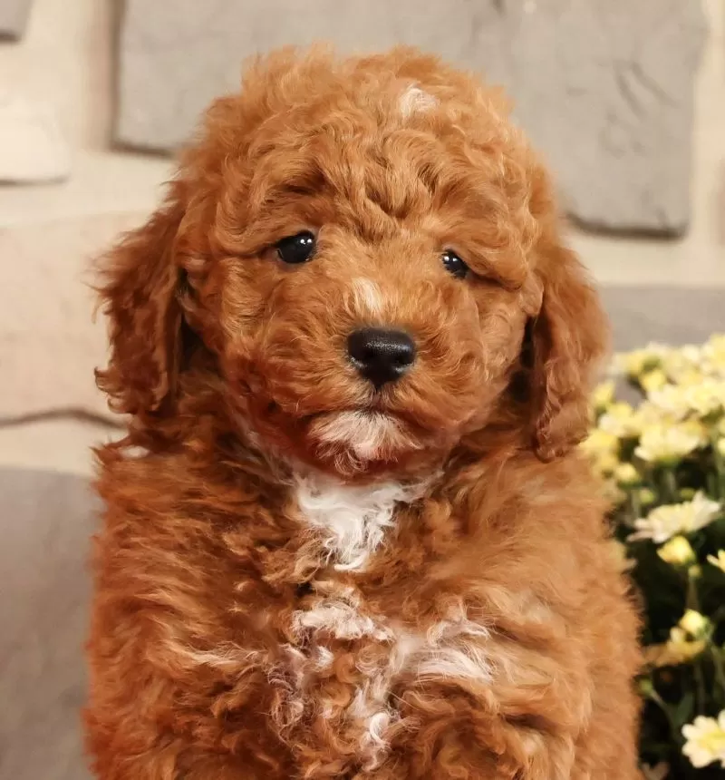 Buster