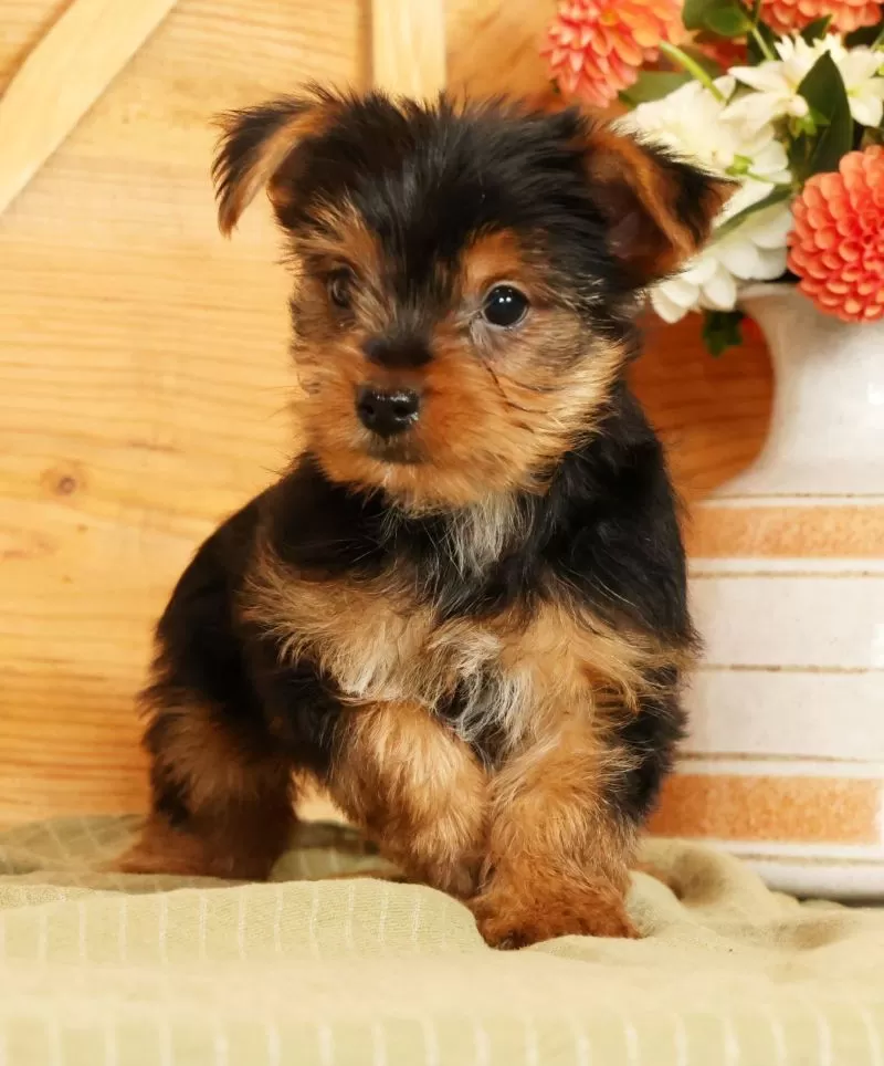 Sammy