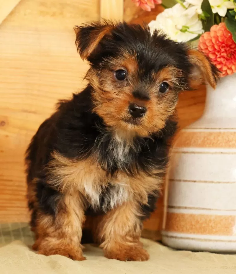 Sammy