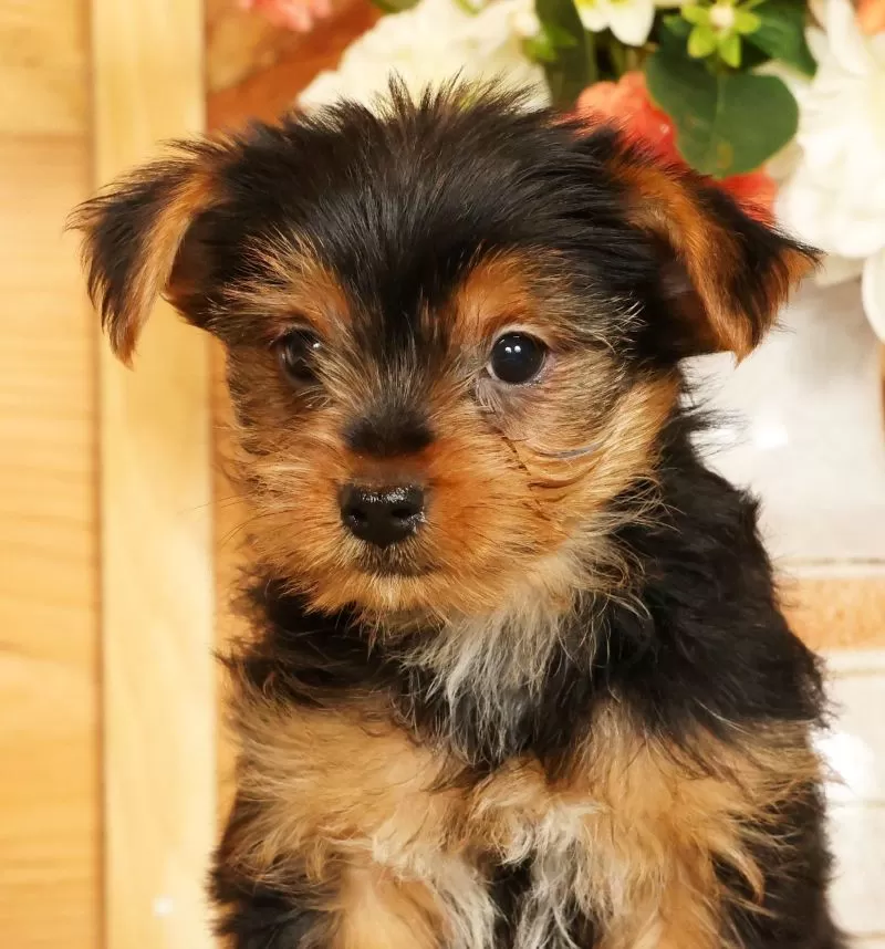 Sammy