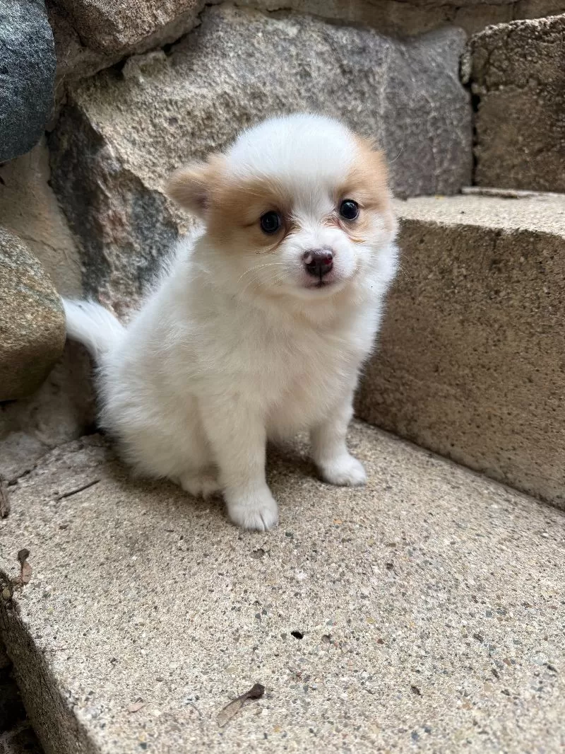 Rudy