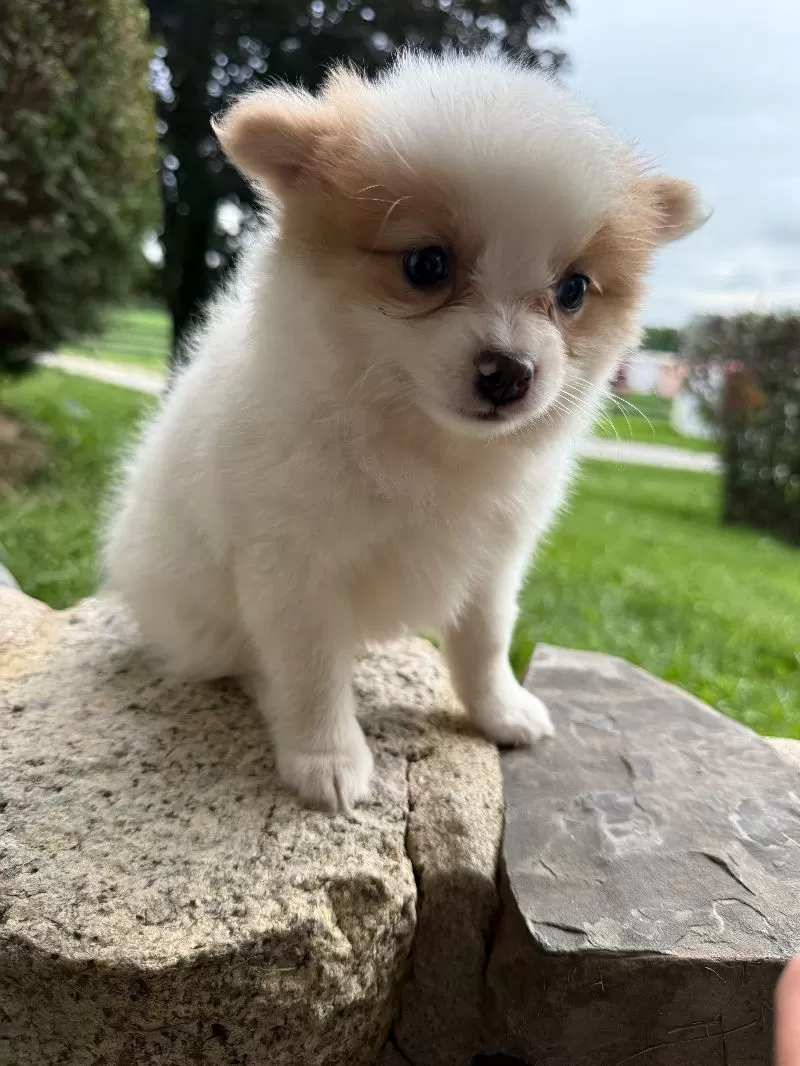 Rudy