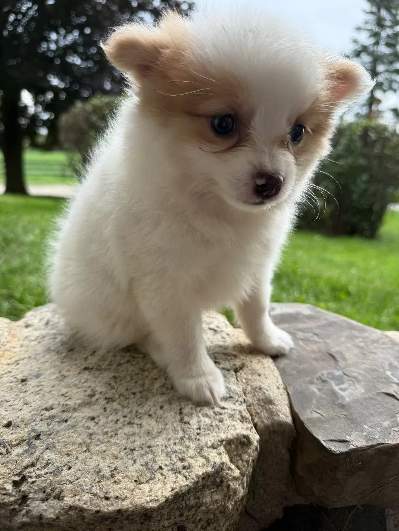 Rudy