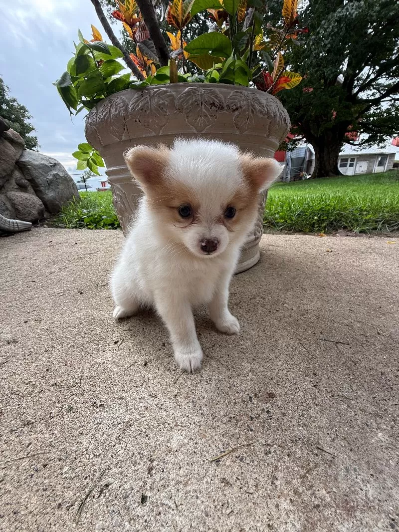 Rudy