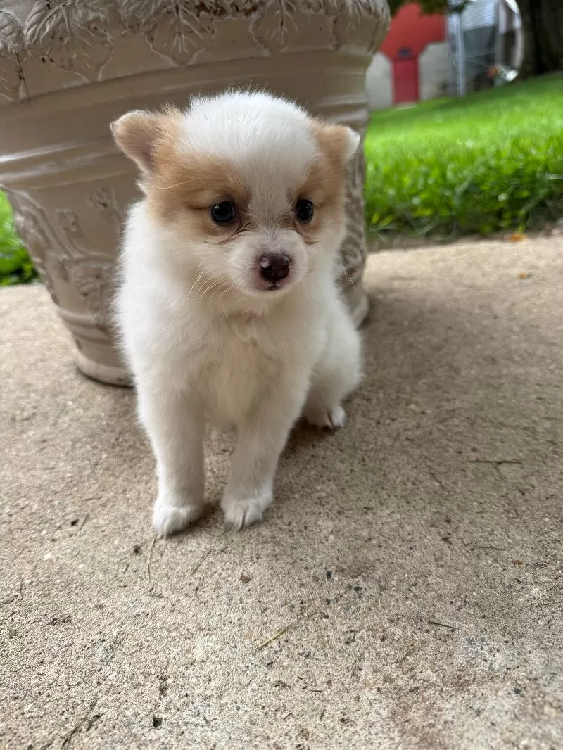 Rudy