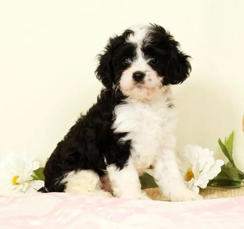 Winnie