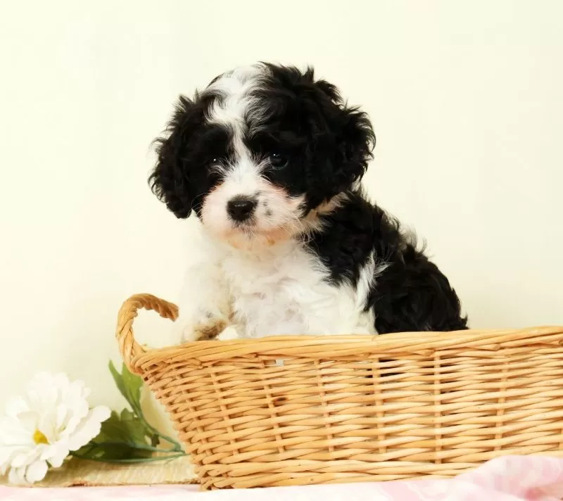 Winnie