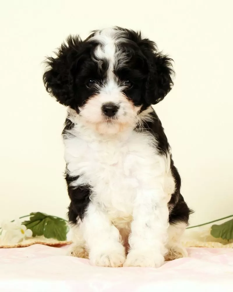 Winnie