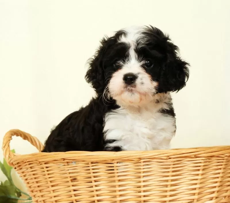 Winnie
