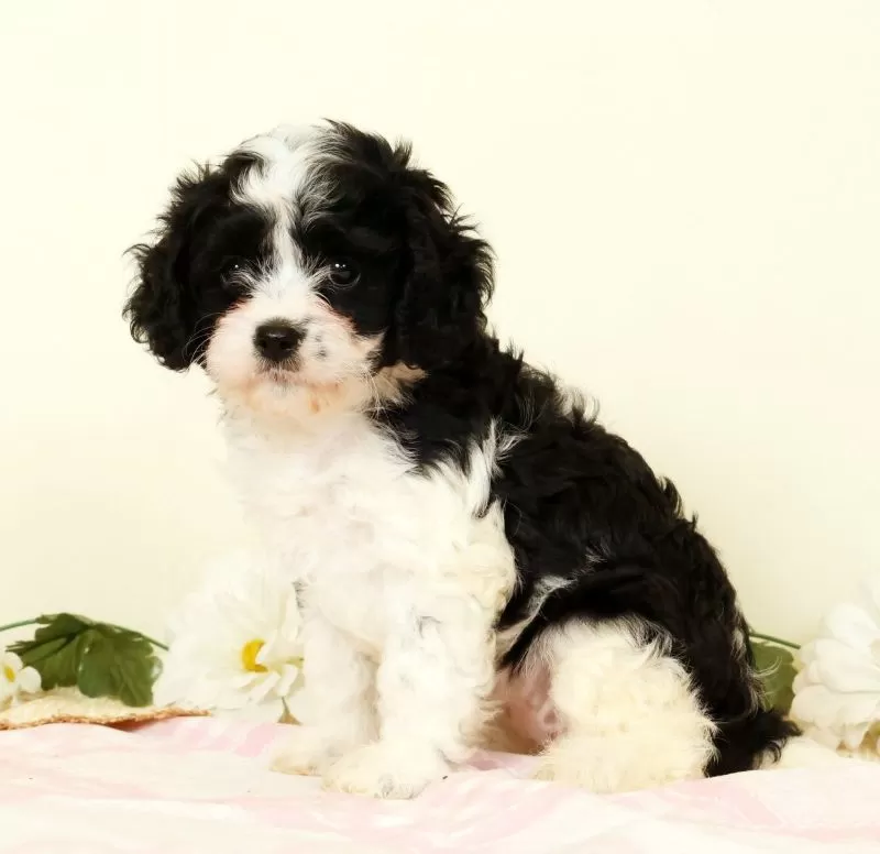 Winnie