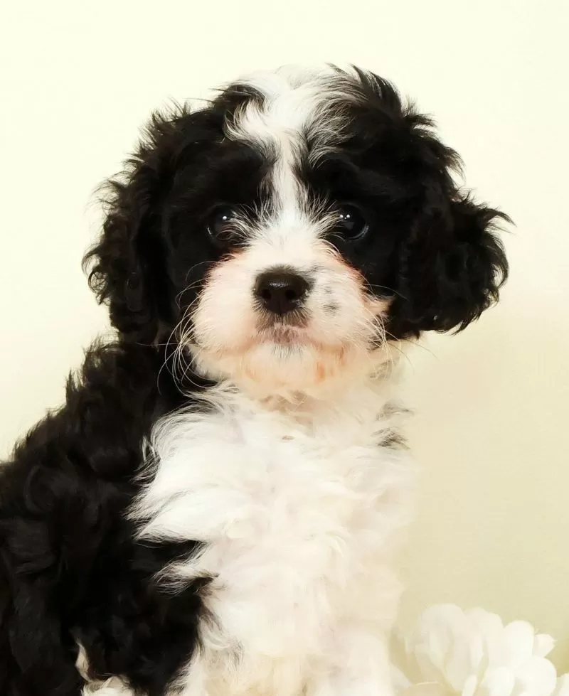 Winnie