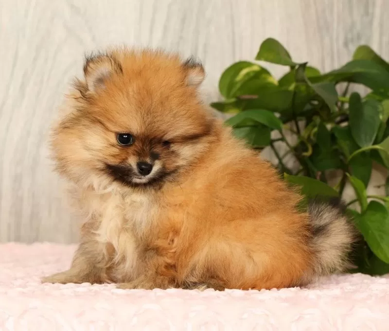 Cinnamon