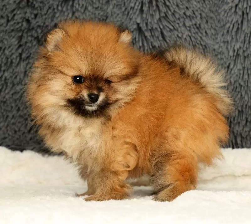 Cinnamon