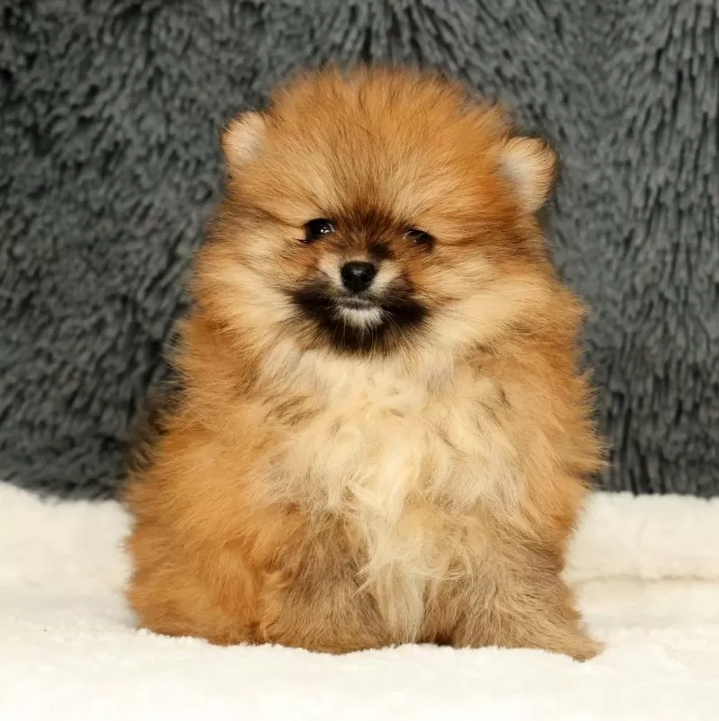 Cinnamon