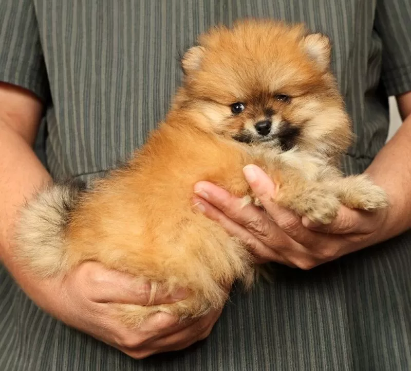 Cinnamon