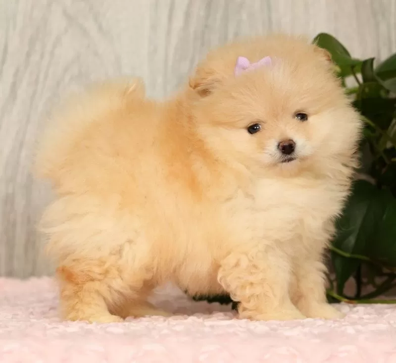 Cream Puff
