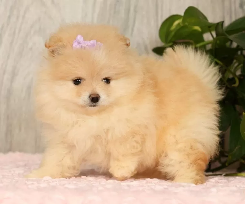 Cream Puff