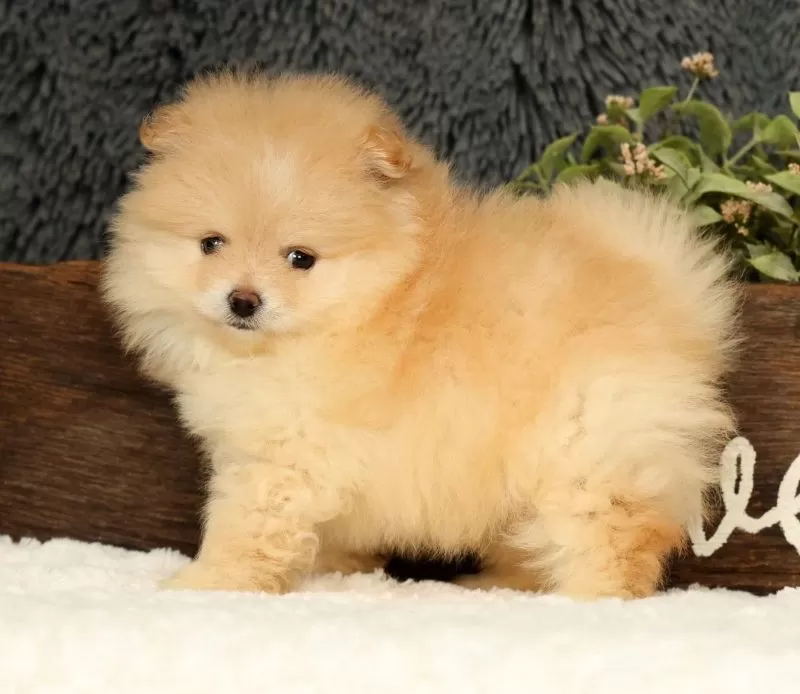 Cream Puff