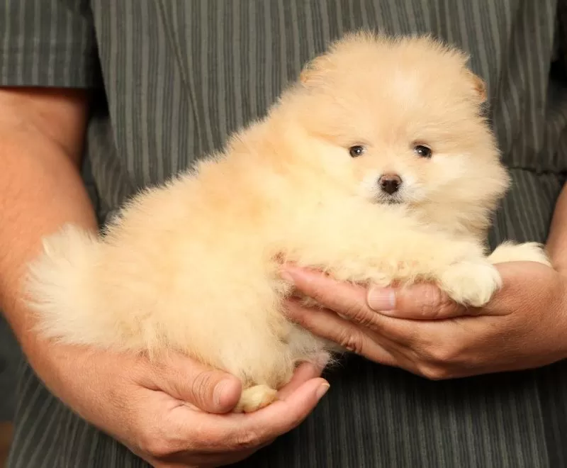 Cream Puff