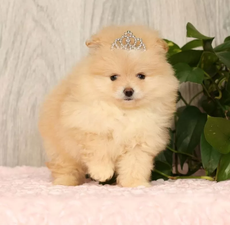 Cream Puff