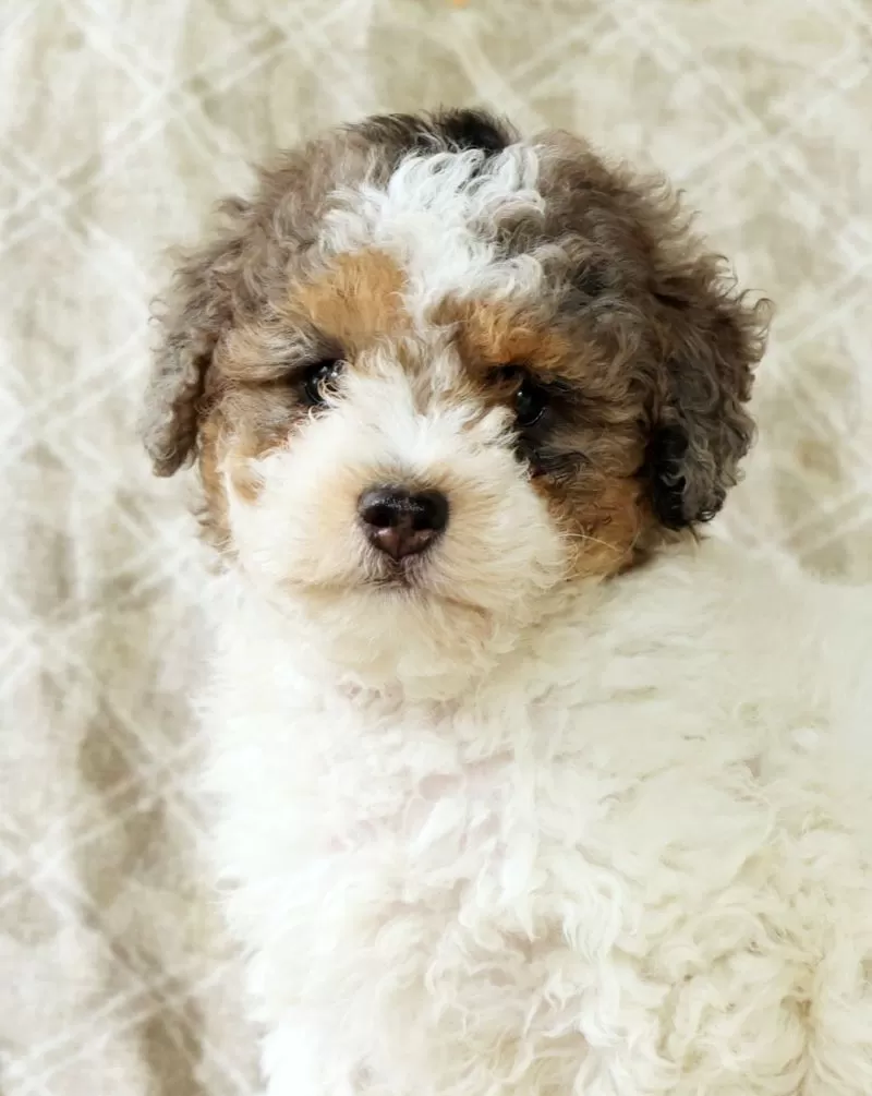 Finn