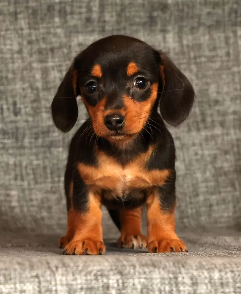 Annie