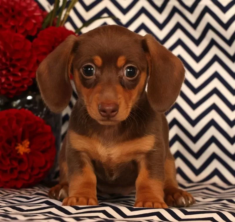 Abby