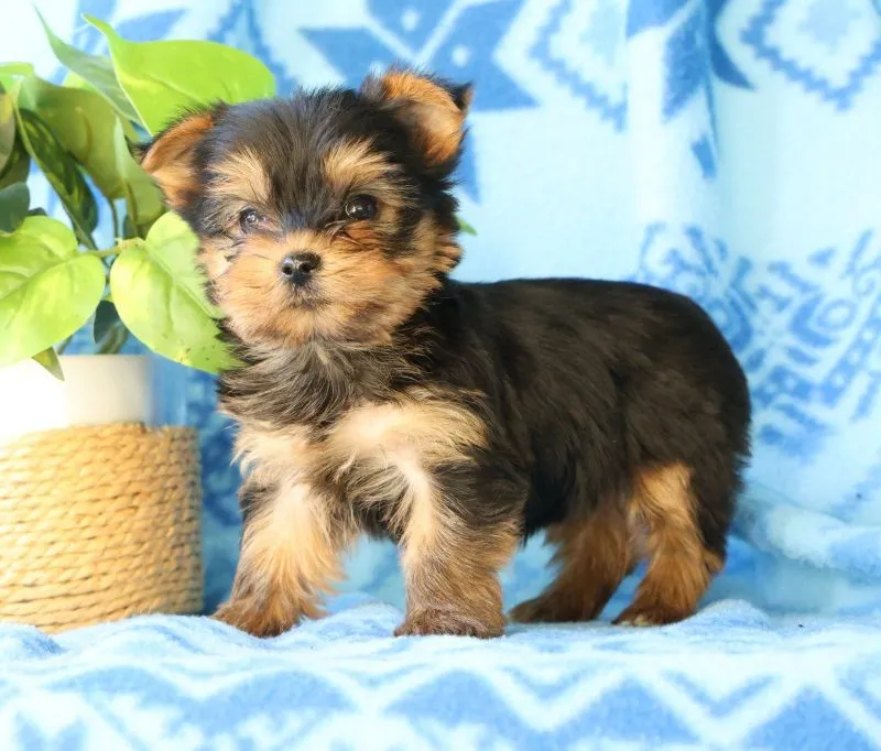 Darla