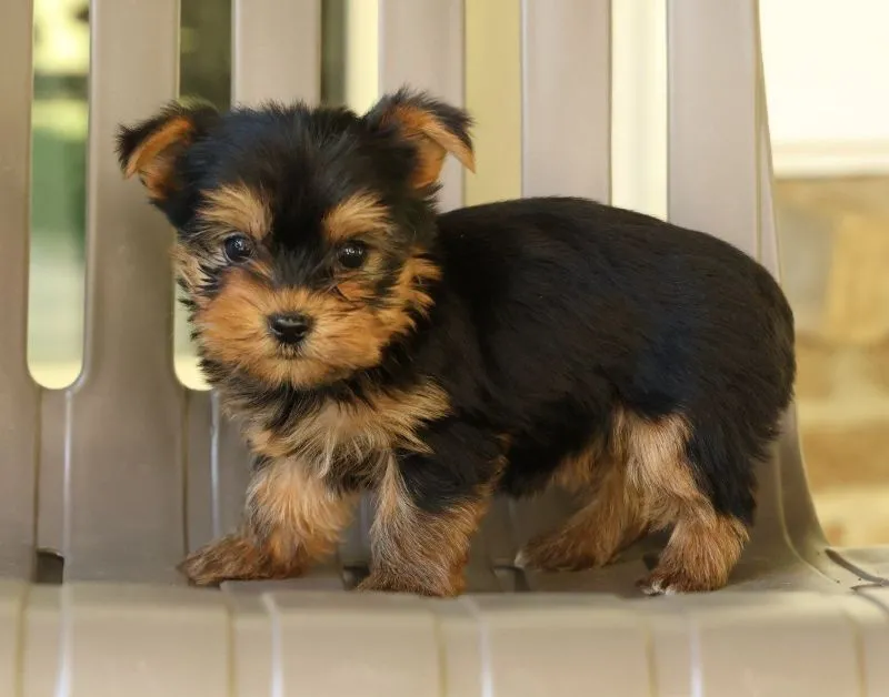 Darla