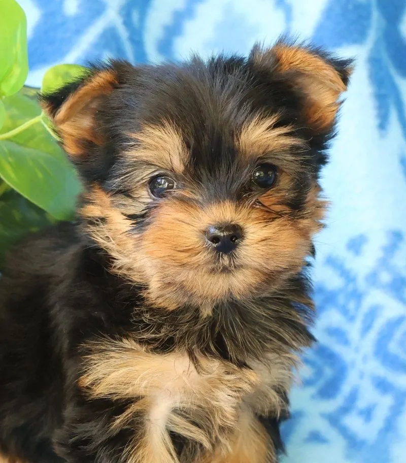Darla
