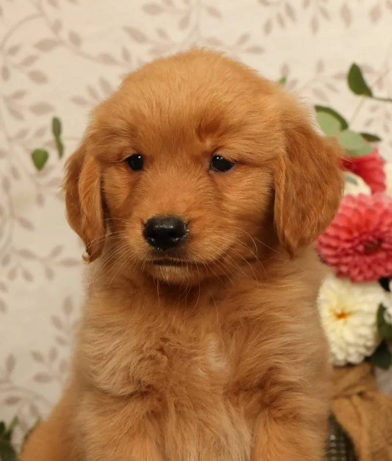 Hansel