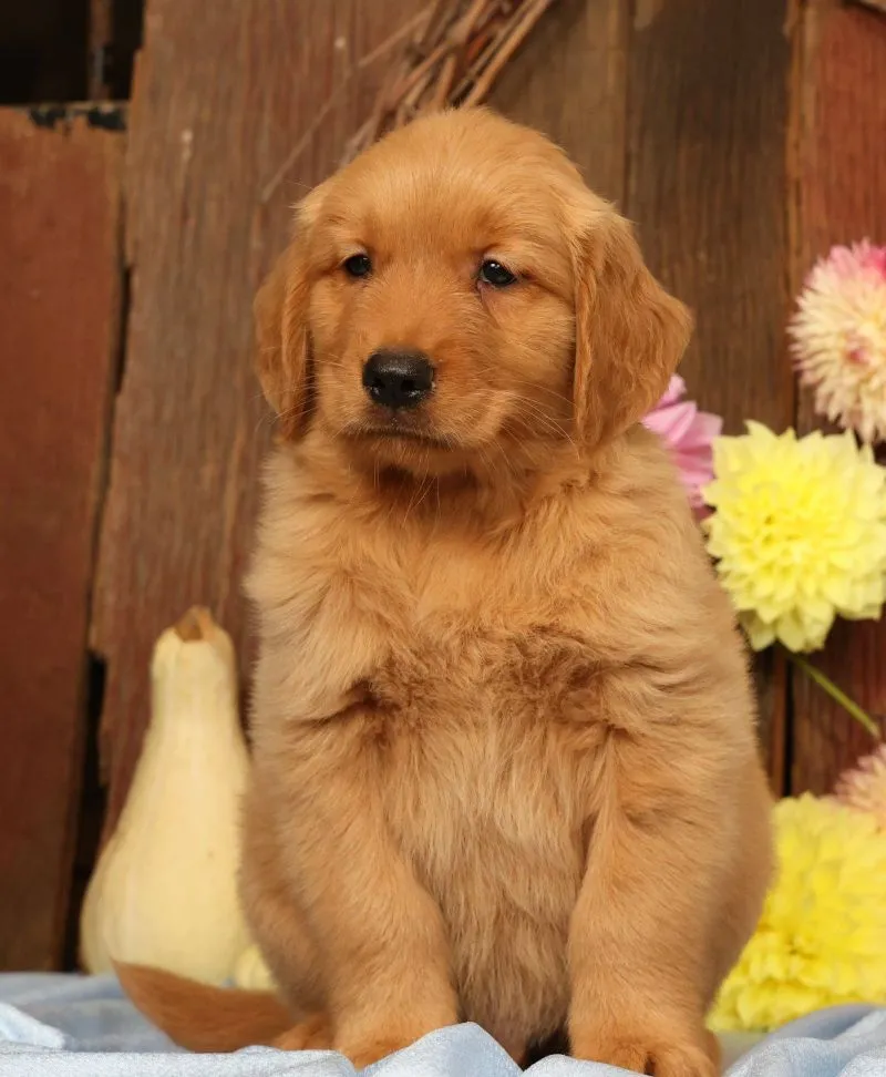Hudson