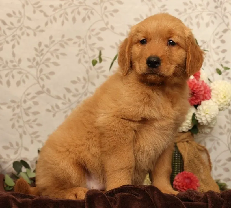 Hudson