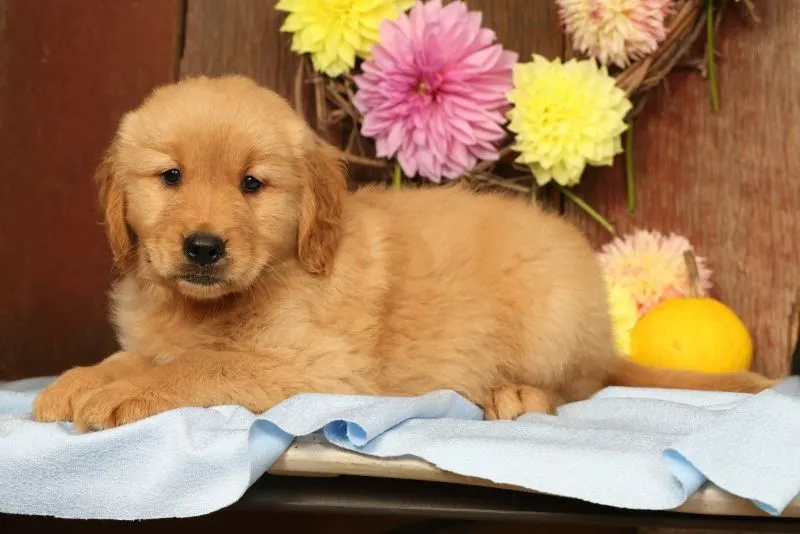 Hank