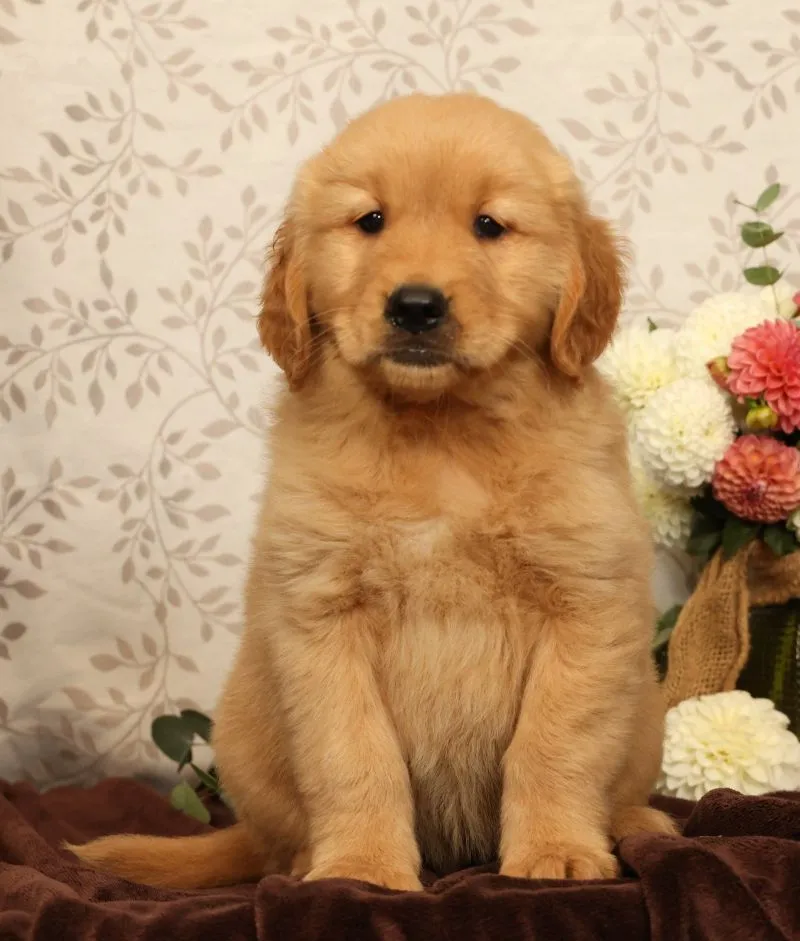 Hank