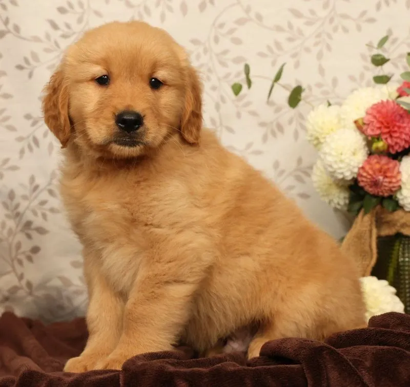 Hank