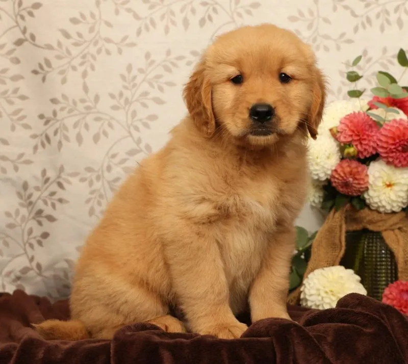 Hank