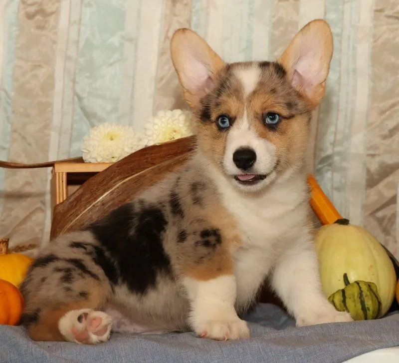 Ollie